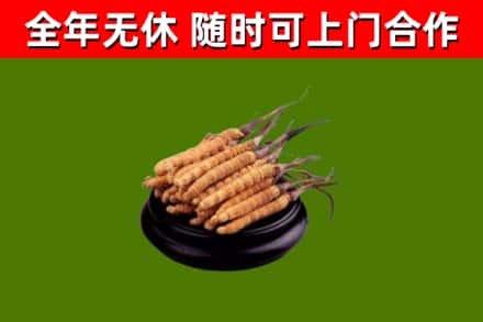 襄州烟酒回收冬虫夏草.jpg
